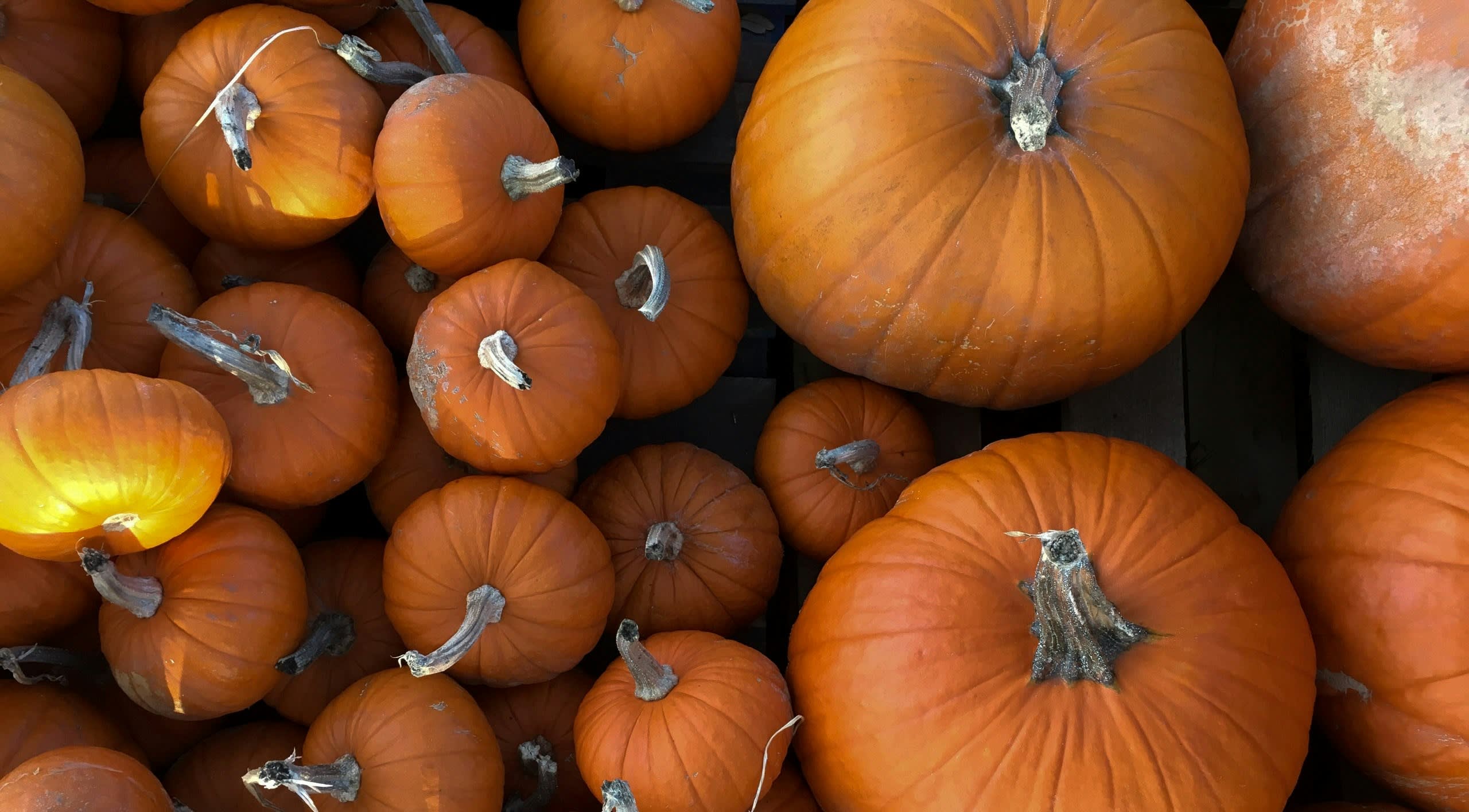 Fermented Pumpkin