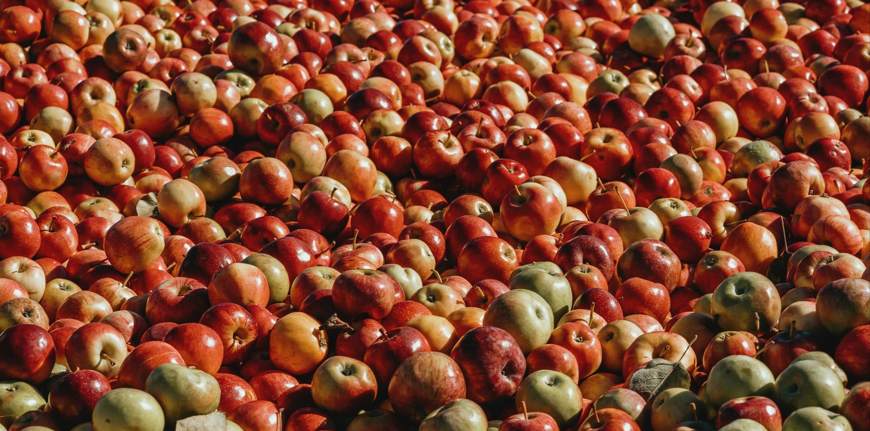 Apples and Hard Cider